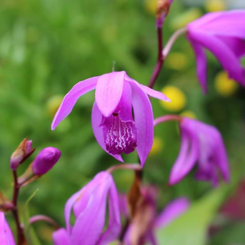Bletilla striata