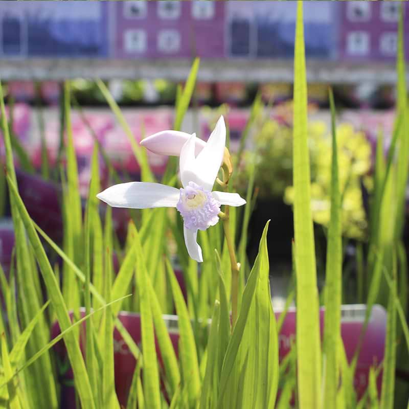 Mikadoblomst (Bletilla 'Alba')