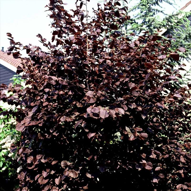 Blodhassel (Corylus maxima 'Purpurea')
