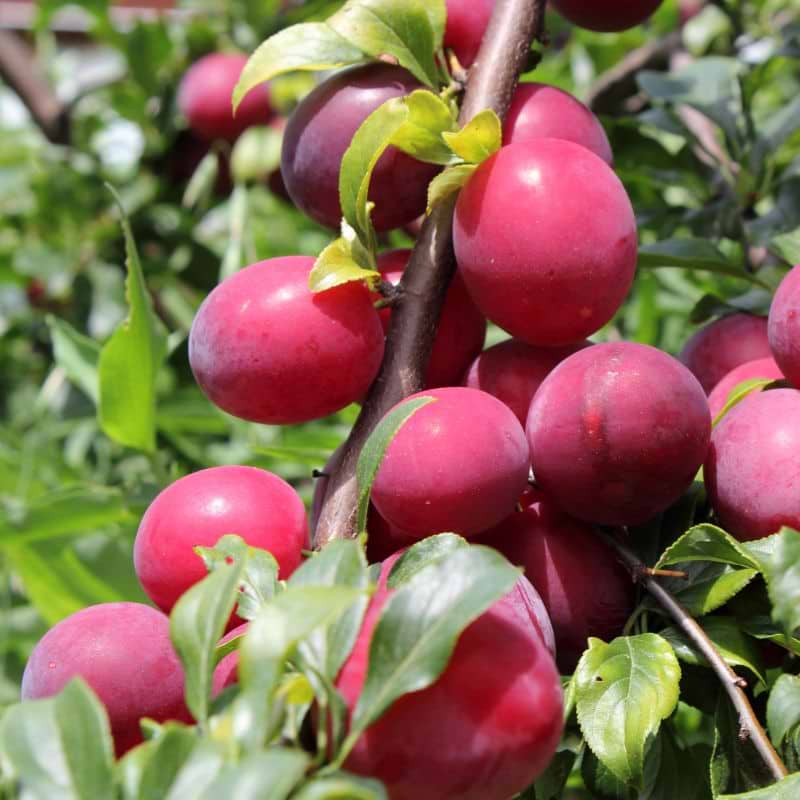 Blommetræ (Prunus domestica 'Safira') 100-130 cm