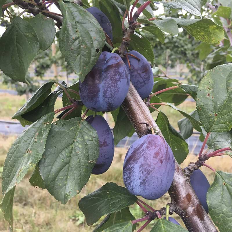 Blommetræ Jojo