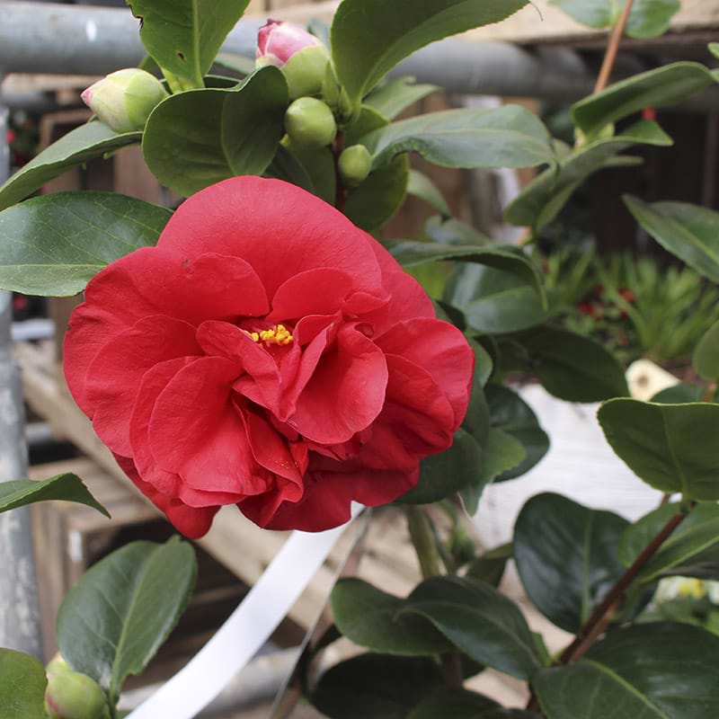 Kamelia (Camellia japonica 'Blood of China')