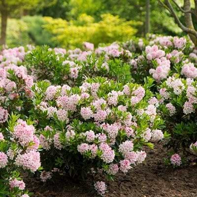 Alperose Bloombux