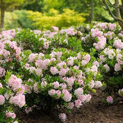 Dværg rhododendron Bloombux