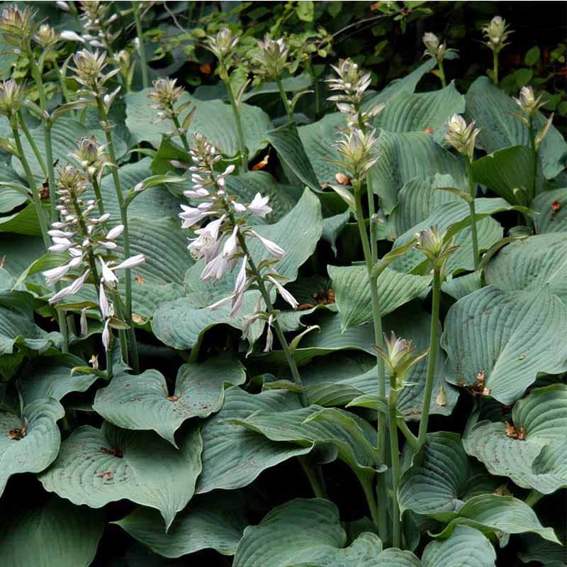Hosta 