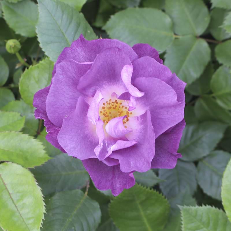 Rose blue for you