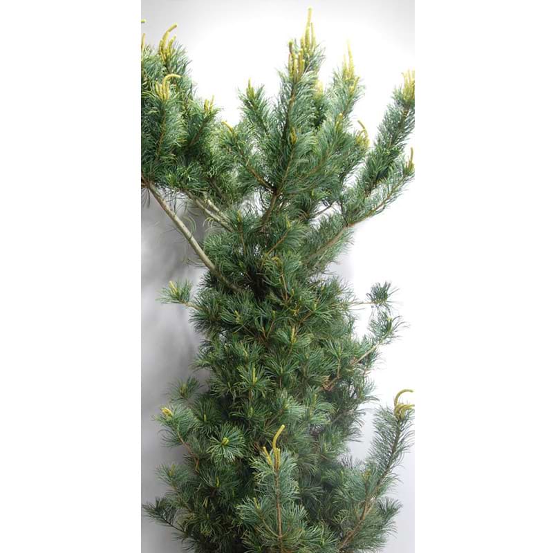 Pinus parviflora 'Blue giant'