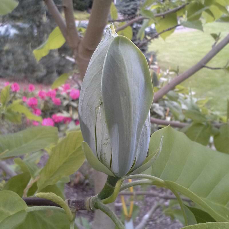 Magnolia blue opal