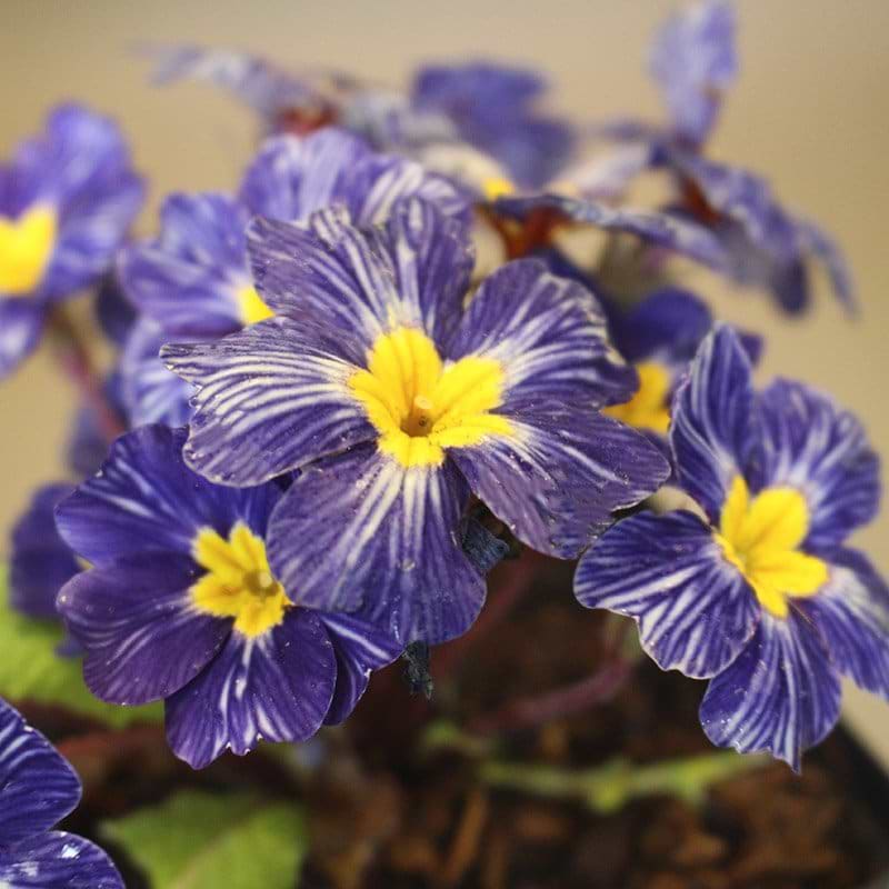 Blå primula