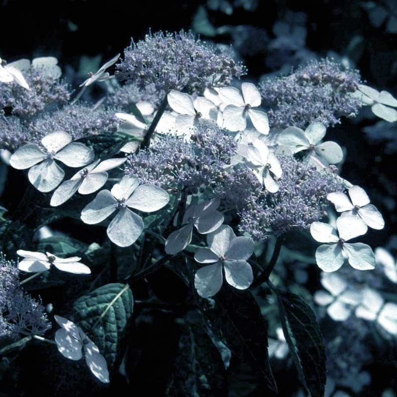 blå hortensia