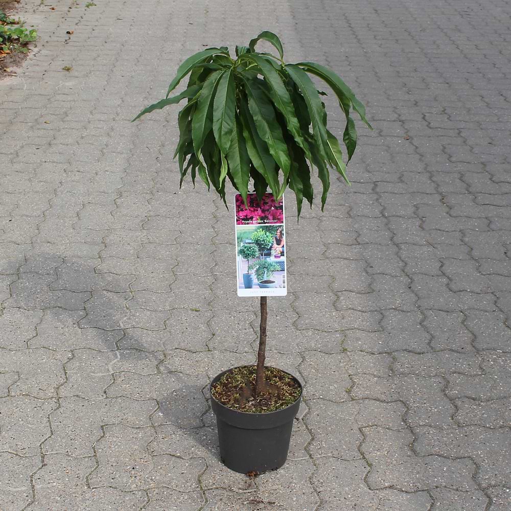 Dværgfersken (Prunus Persica 'Bonanza') Opstammet 50 cm