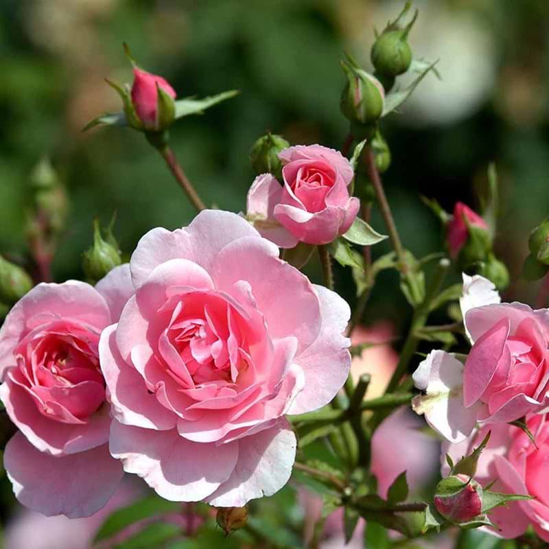 Bonica rose og knop