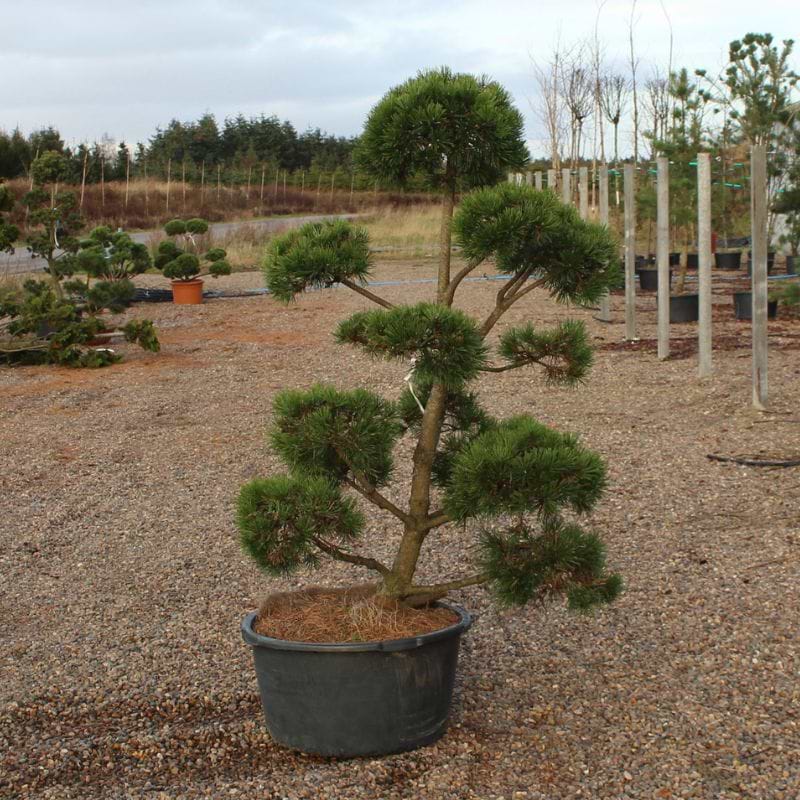 Bjergfyr Fransk (Pinus Mugo var Uncinata/Rostrata) Bonsai