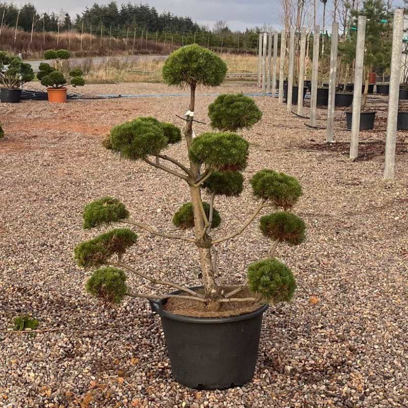 Bjergfyr (Pinus mugo 'Luis') Bonsai 