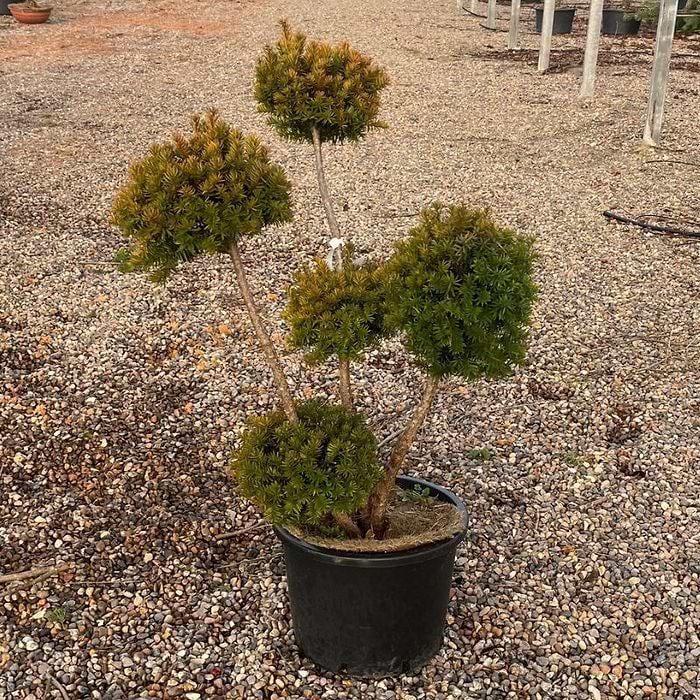 Taks (Taxus media 'Hillii') Bonsai