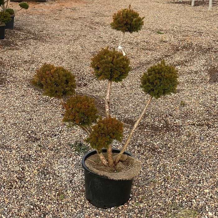 Taks (Taxus media 'Hillii') Bonsai 