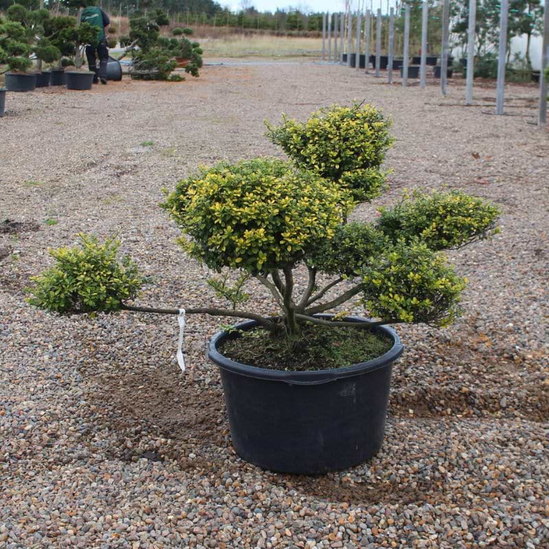 Dværgkristtorn (Ilex crenata 'Golden Gem') Bonsai 