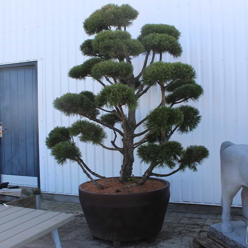 Bjergfyr (Pinus mugo 'Gnom') Bonsai 150-200 cm 
