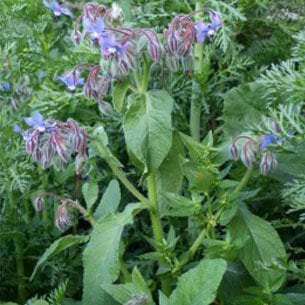 Hjulkrone blomst