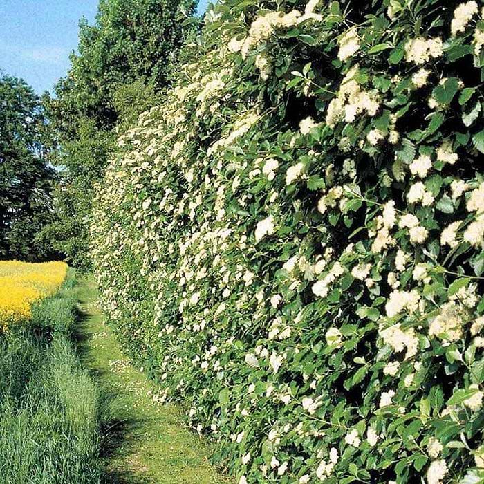 Sølvrøn Pyrenæisk Røn (Sorbus Mougeotii) - Flere varianter