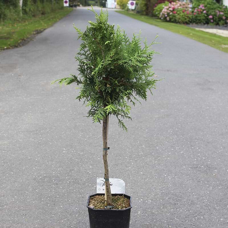 Thuja Brabant opstammet