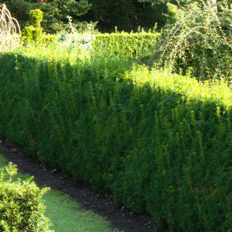 Taxus Brande