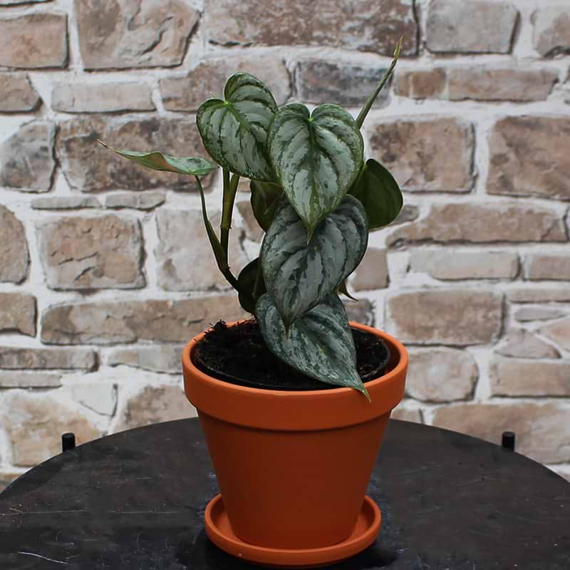 Philodendron