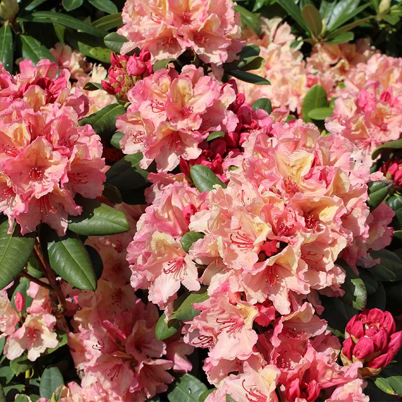 Brasilia rhododendron