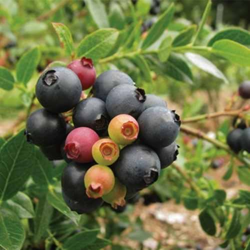 Blåbær Vaccinium BrazelBerries Berry Bux
