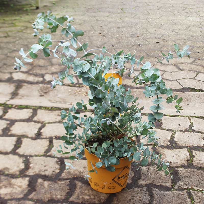 Bredbladet eukalyptus
