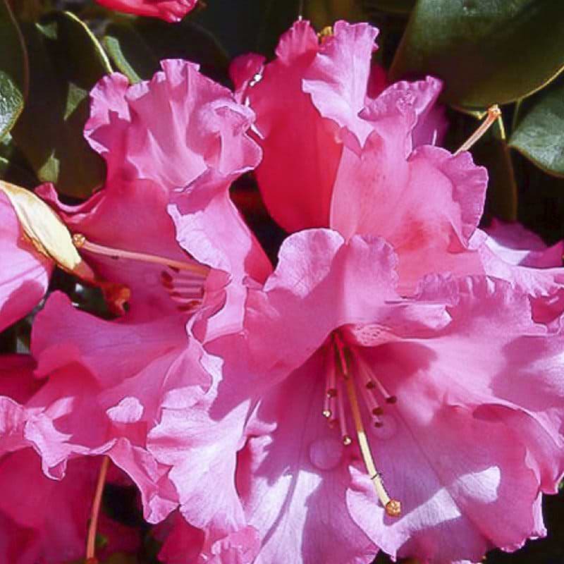 rosa rhododendron