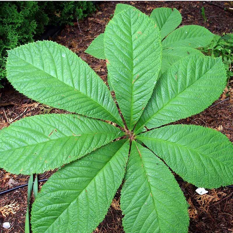 Bronzeblad Rodgersia aesculifolia blad