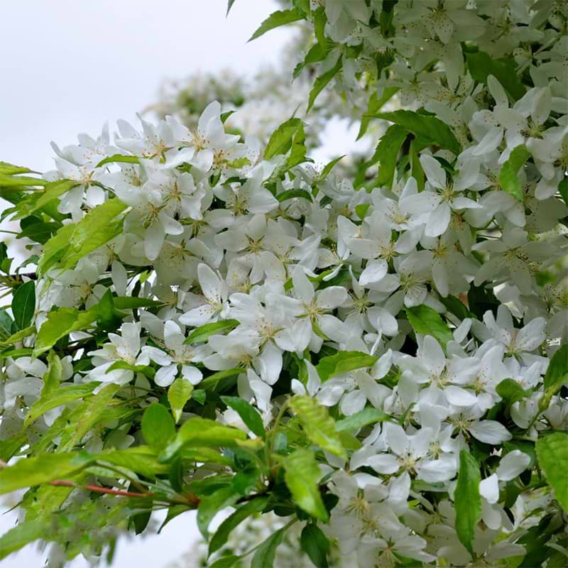 Paradisæble (Malus toringo 'Brouwers Beauty') 250-300 cm 