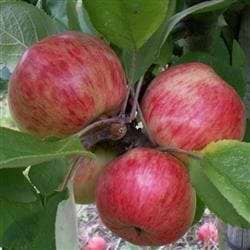 Cideræble Browns apple
