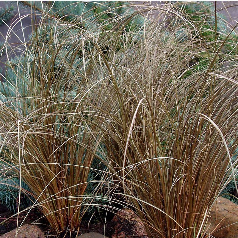 Brun star carex comans bronze form