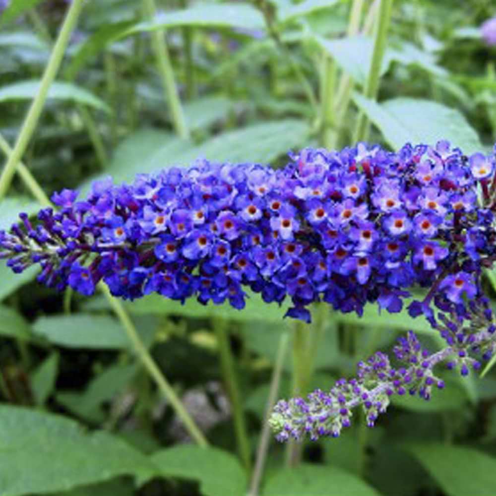 Sommerfuglebusk Empire Blue