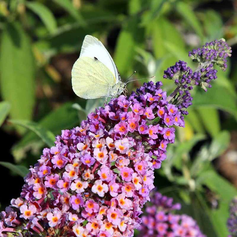 Sommerfuglebusk Flower Power i blomst