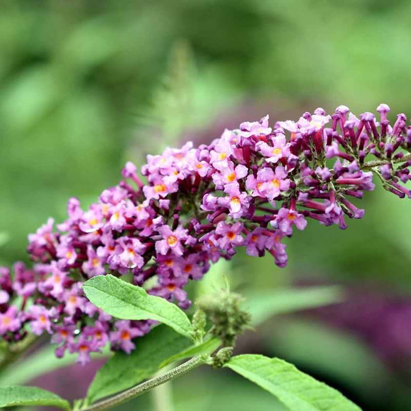 Sommerfuglebusk Ile de France blomst