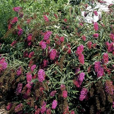 Sommerfuglebusk Nanho Purple