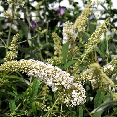 Buddleia davidii 'Nanho White'