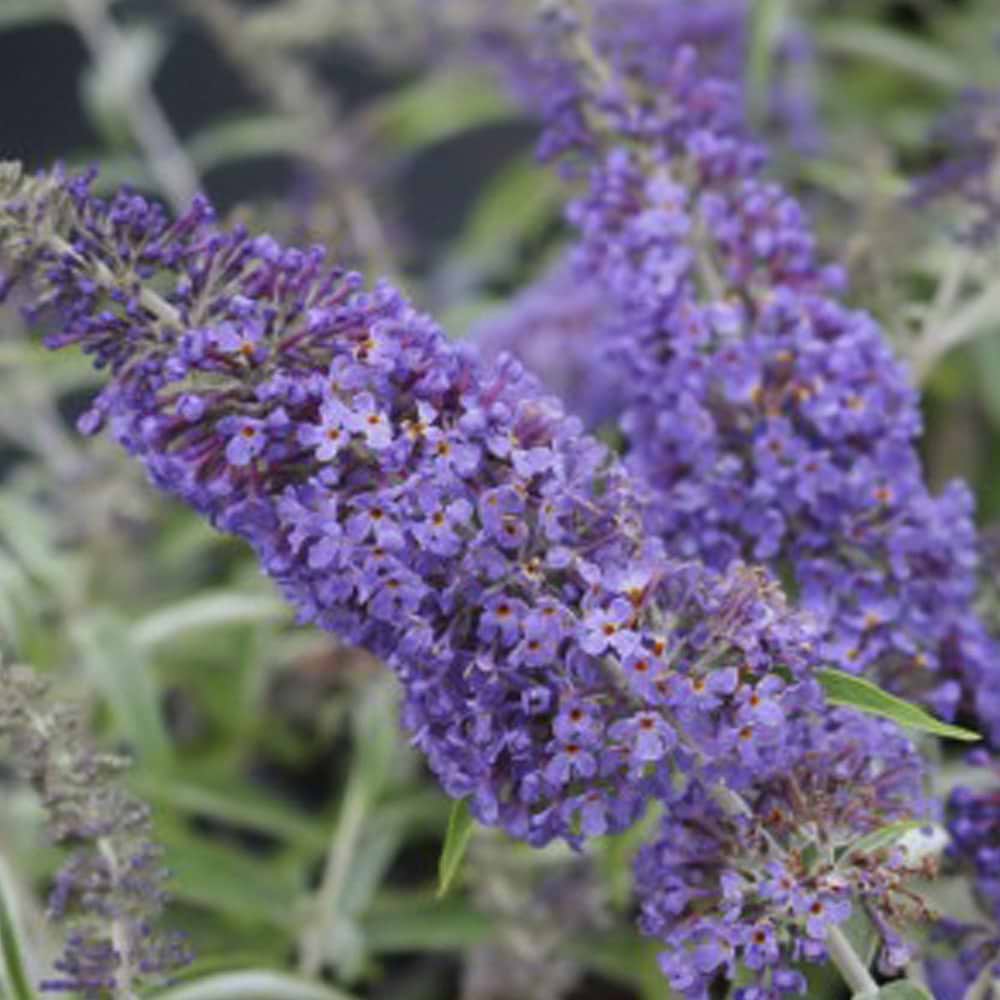 Sommerfuglebusk Nanhoensis