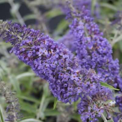 Buddleia davidii 'Nanhoensis'