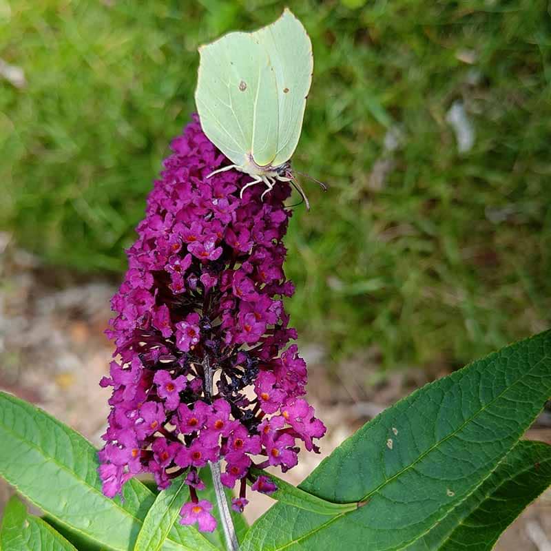 Buddleia davidii Royal Red