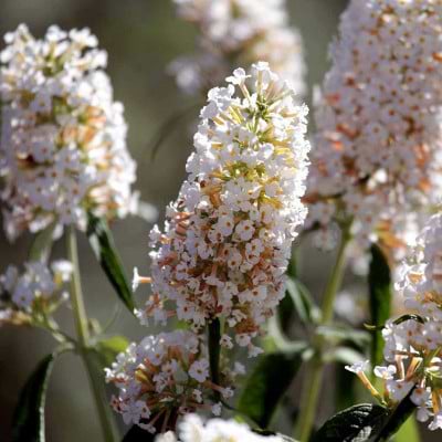 Buddleia davidii 'White Profusion'