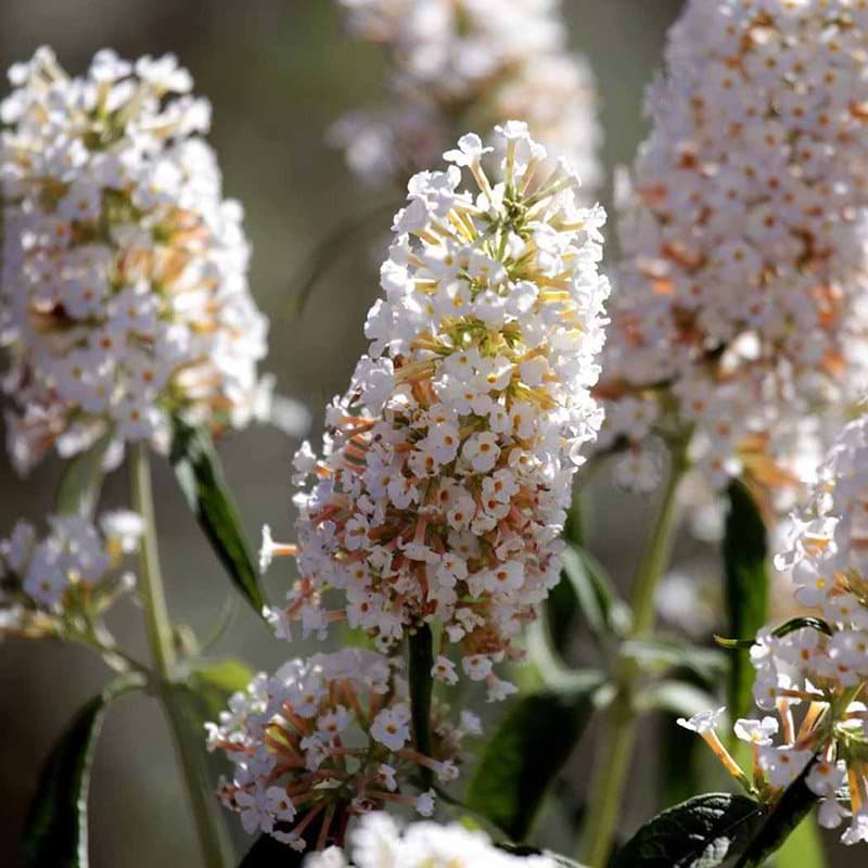 Buddleia davidii White Profusion