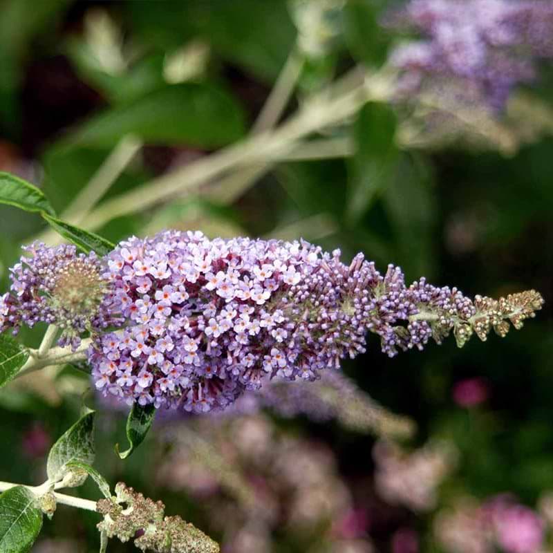 Sommerfuglebusk Lochinch