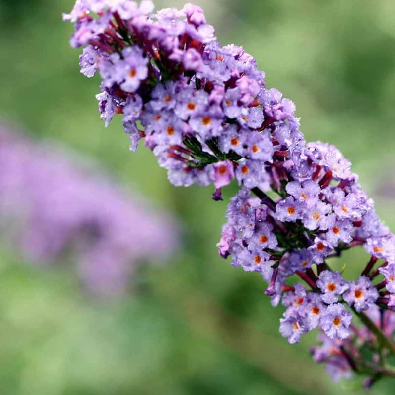 Sommerfuglebusk (Buddleia davidii 'Nanho Blue') Flere varianter 