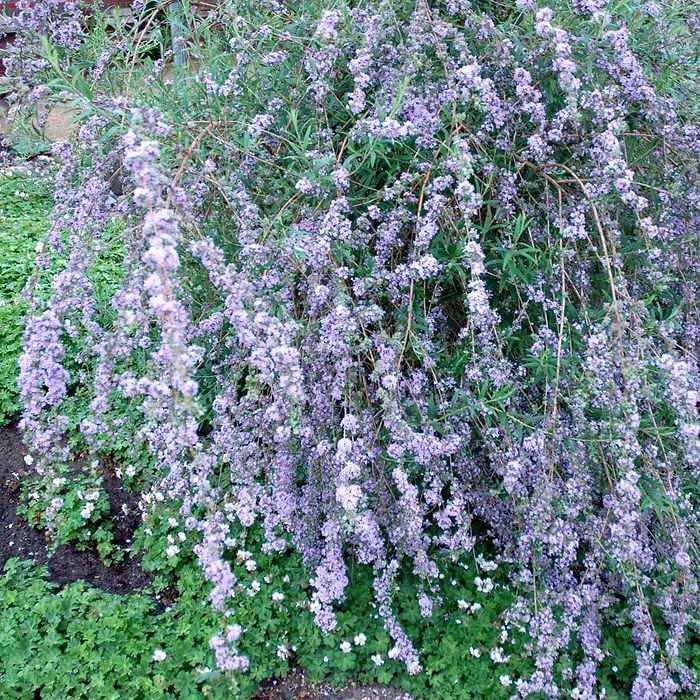 Sommerfuglebusk Småbladet (Buddleja alternifolia) - Flere varianter