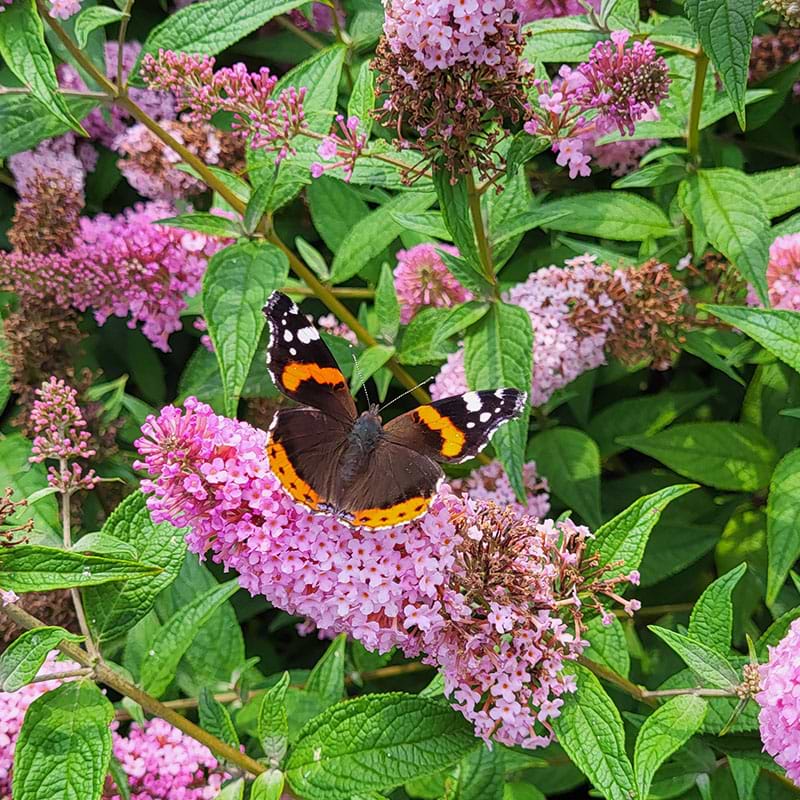 Sommerfuglebusk Buddleja davidii Pink Panther