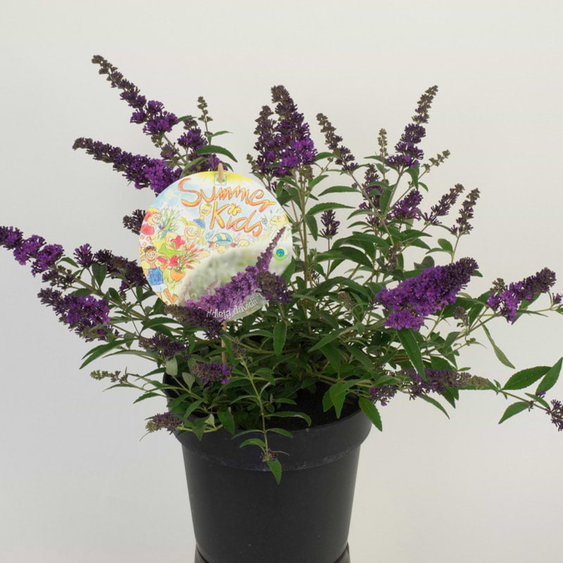 Sommerfuglebusk (Buddleja d. Summer Kids® ´Eddie´) 